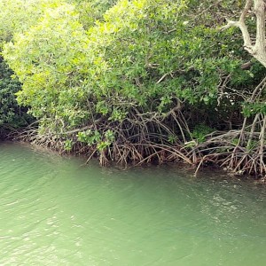 balades en mer martinique bebeche 06