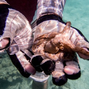 09-snorkeling-martinique