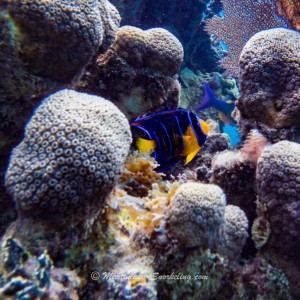 10-snorkeling-martinique