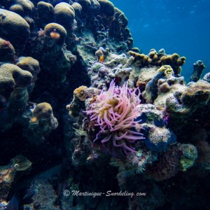 14-snorkeling-martinique
