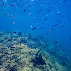 16-snorkeling-martinique